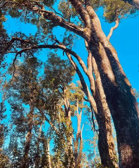 Parcelas Altos del Valle